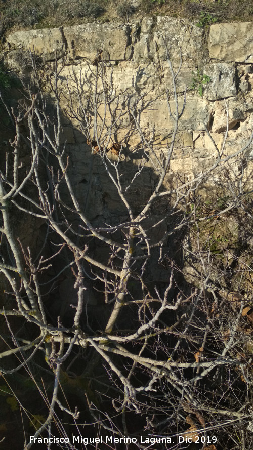 Castell�n de Caviedes - Castell�n de Caviedes. Pared de siller�a del hueco con �rbol