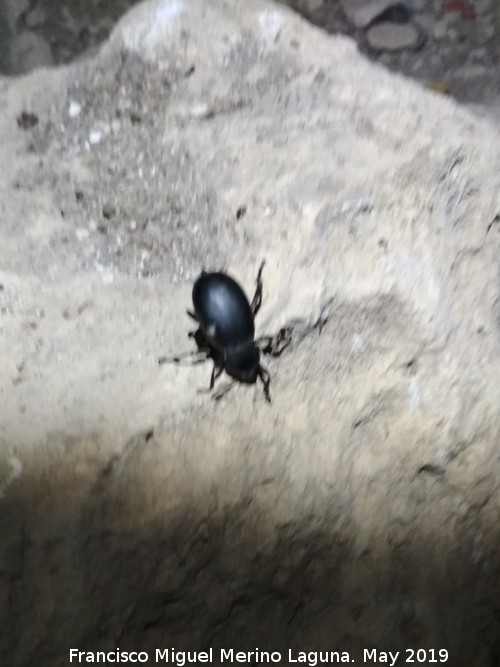 Complejo cavernícola del Canjorro - Complejo cavernícola del Canjorro. Fauna