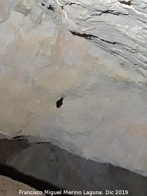 Complejo cavern�cola del Canjorro - Complejo cavern�cola del Canjorro. Murci�lago