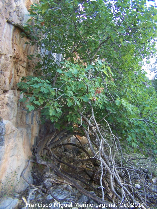 Pinturas rupestres de la Cueva de la Higuera - Pinturas rupestres de la Cueva de la Higuera. Higuera por la que le viene el nombre al abrigo