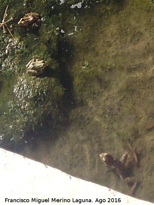 Fuente Torrejón - Fuente Torrejón. Ranas