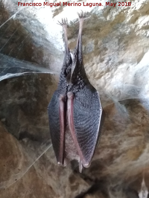 Cueva del Toro - Cueva del Toro. Murciélago de herradura