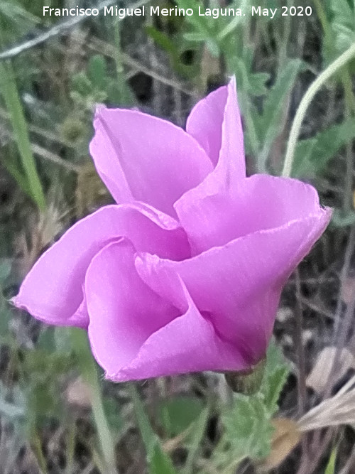 Correhuela rosa - Correhuela rosa. Flor abri�ndose. La Veleta - Los Villares