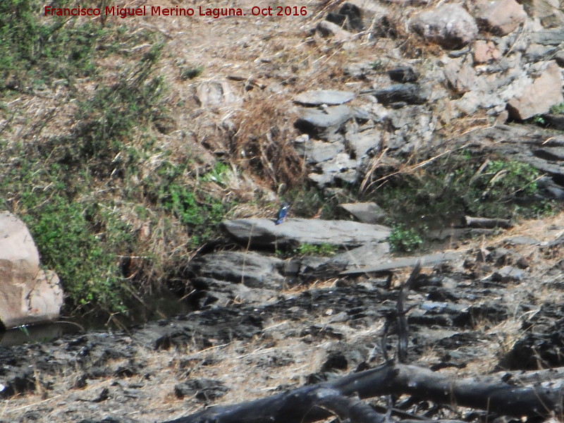 Pájaro Martín Pescador - Pájaro Martín Pescador. Pantano del Rumblar - Baños de la Encina