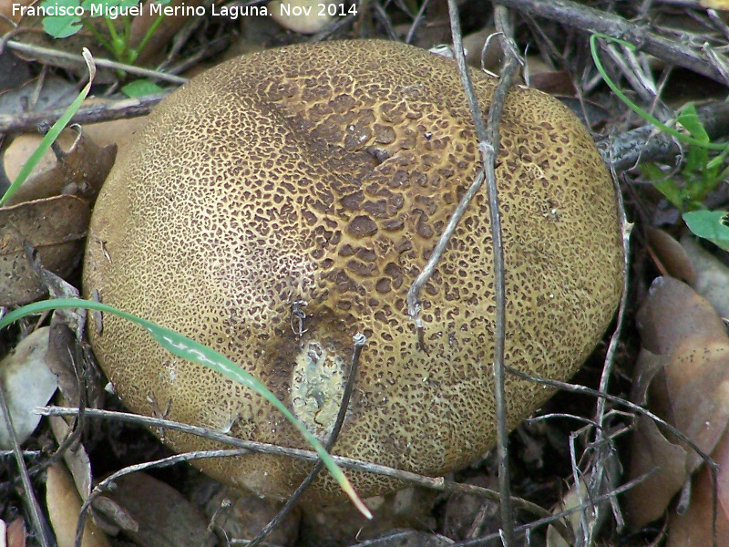 Escleroderma amarillo - Escleroderma amarillo. Zagrilla Baja - Priego de Córdoba