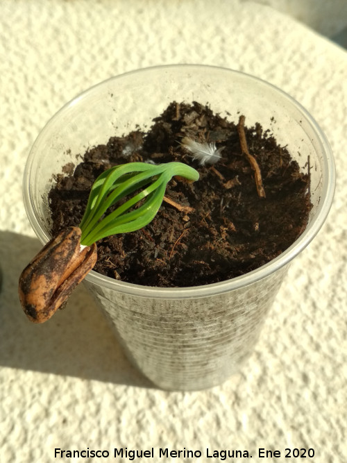 Pino pi�onero - Pino pi�onero. Los Villares