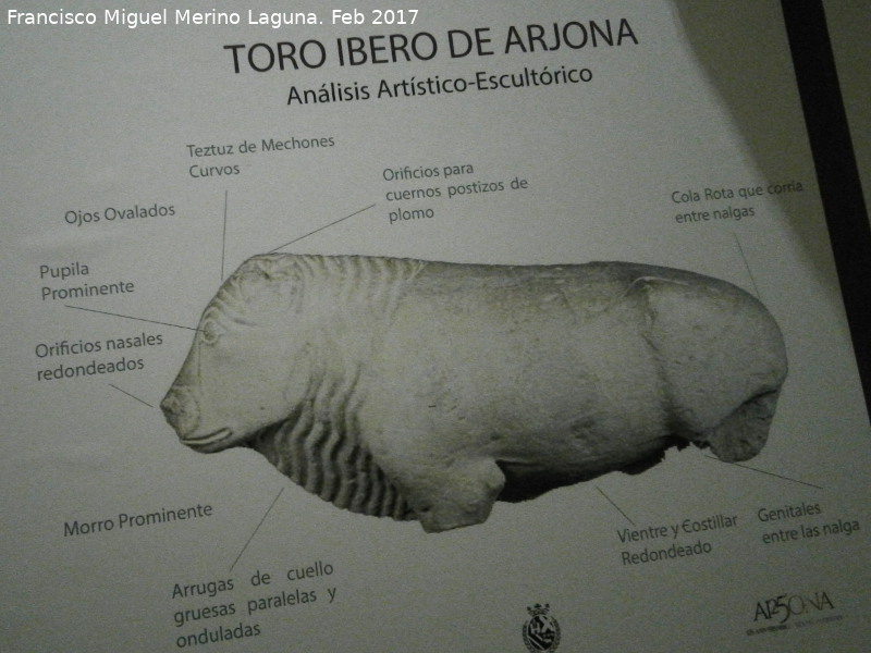 Toro Ibero de Arjona - Toro Ibero de Arjona. Museo Arqueológico Ciudad de Arjona