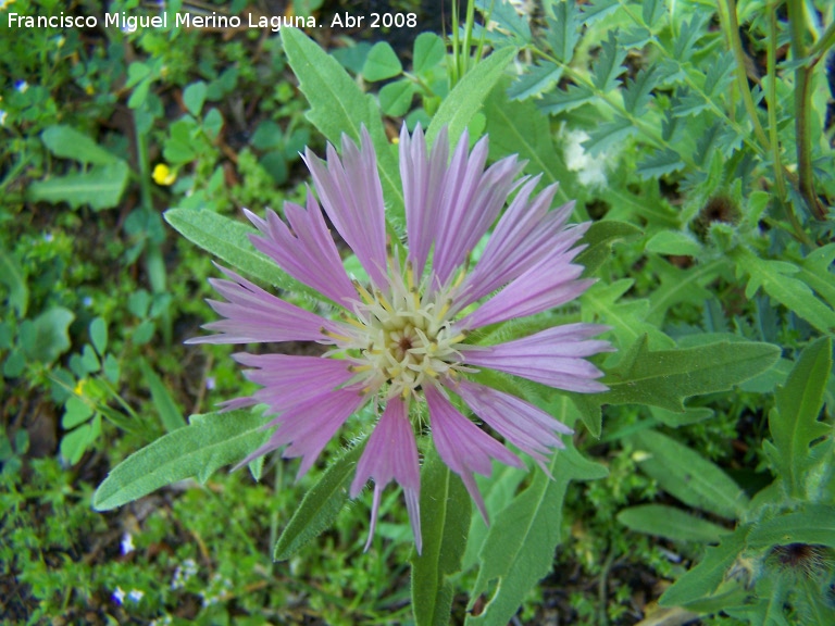 Centaurea pullata - Centaurea pullata. Jan