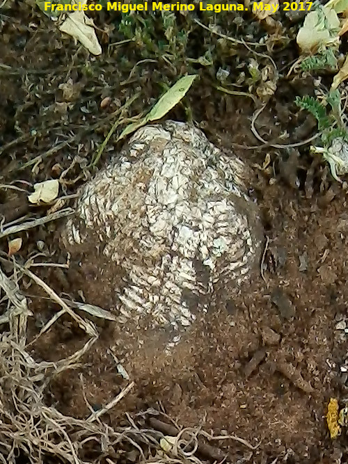 Altos del Sotillo - Altos del Sotillo. Fósil Clypeaster