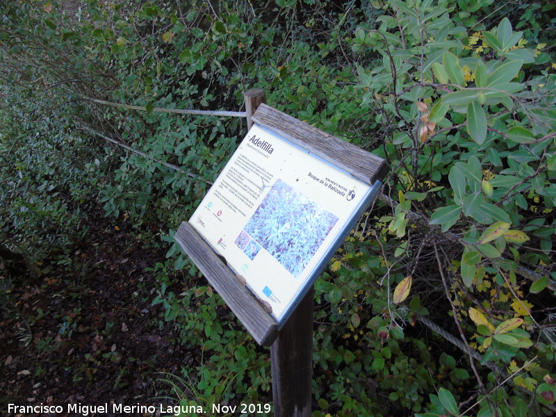 Bosque de la Ba�izuela - Bosque de la Ba�izuela. Cartel