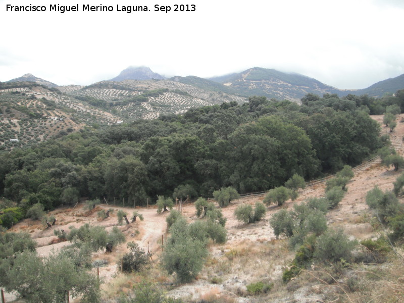 Bosque de la Bañizuela - Bosque de la Bañizuela. 