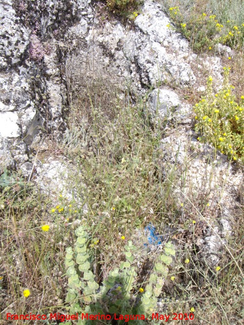 Necrópolis Visigoda del Cerro Miguelico - Necrópolis Visigoda del Cerro Miguelico. 