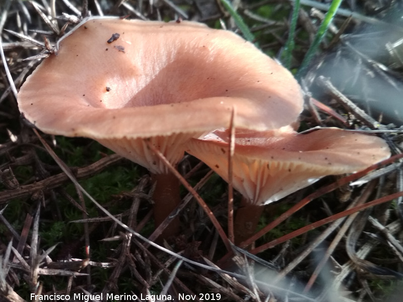 Platera menor - Platera menor. Cerro Miguelico - Torredelcampo