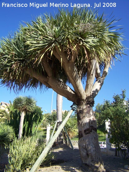 Drago - Drago. Benalmádena