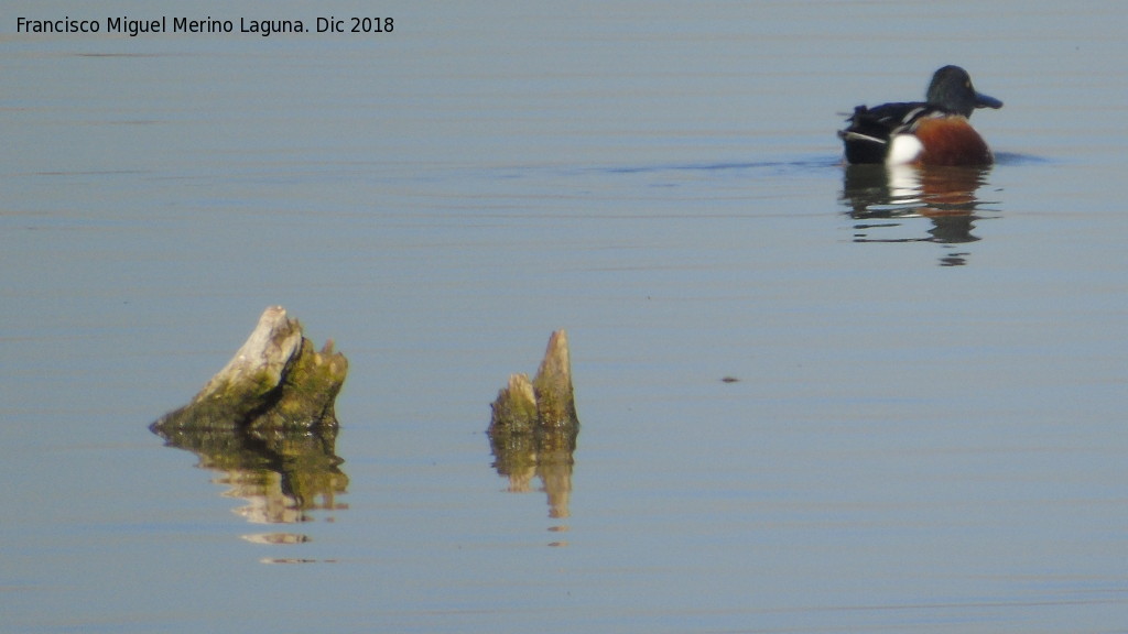 Pájaro Pato Cuchara - Pájaro Pato Cuchara. Tablas de Daimiel