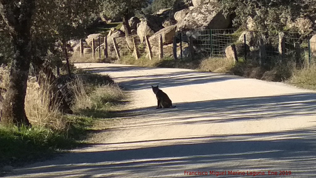 Lince ibérico - Lince ibérico. Zarzalejo - Andújar