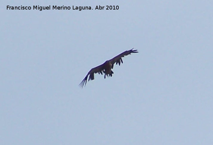 Pájaro Buitre negro - Pájaro Buitre negro. Andújar