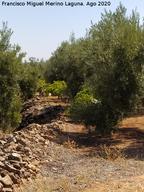 Viñedos de Rus - Viñedos de Rus. En Los Llanos - Rus