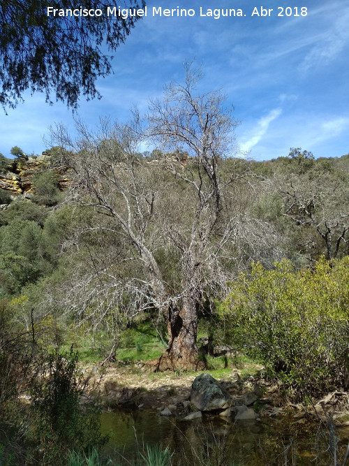 Arroyo de Martín Pérez - Arroyo de Martín Pérez. 