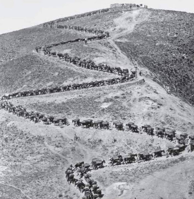 Guerra del Riff - Guerra del Riff. Cargas de abastecimiento de una posici�n espa�ola con mulas