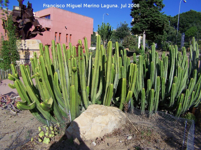 Cactus Cardón - Cactus Cardón. Benalmádena