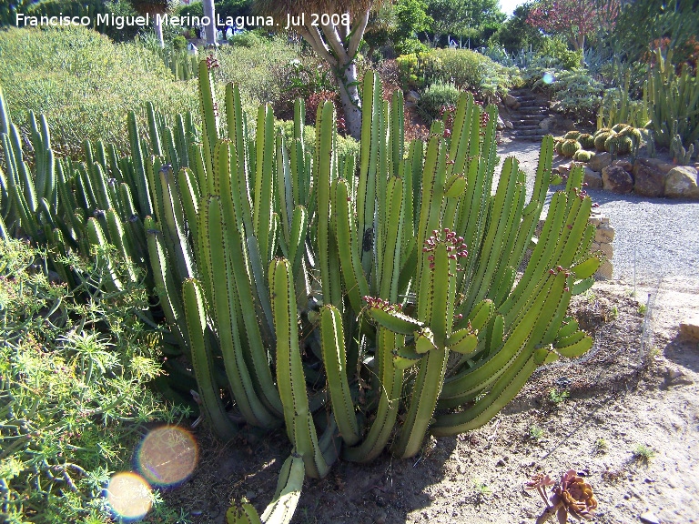 Cactus Cardón - Cactus Cardón. Benalmádena