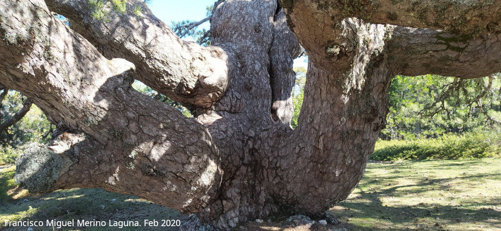 Pino de la Entrega - Pino de la Entrega. Tronco
