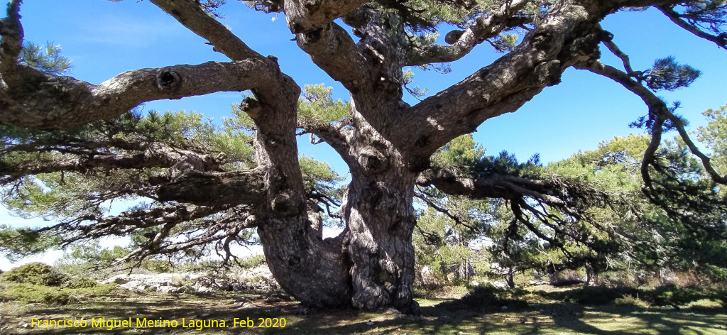 Pino de la Entrega - Pino de la Entrega. 
