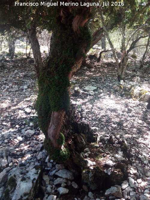 Tejeda de la Cañada de la Fuente - Tejeda de la Cañada de la Fuente. Ejemplar de tejo