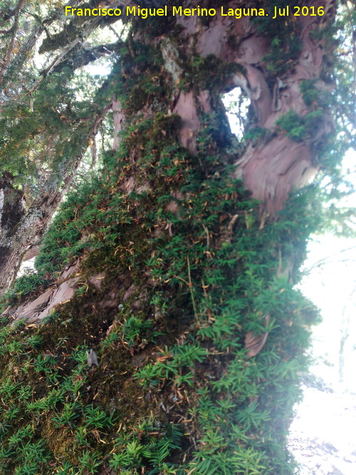 Tejeda de la Cañada de la Fuente - Tejeda de la Cañada de la Fuente. Ejemplar de tejo