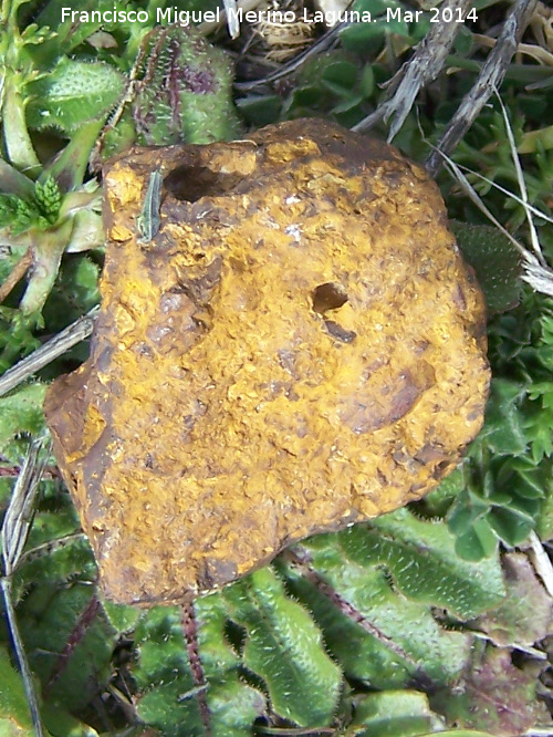 Oligisto - Oligisto. Cerro del Castillo - Montejícar