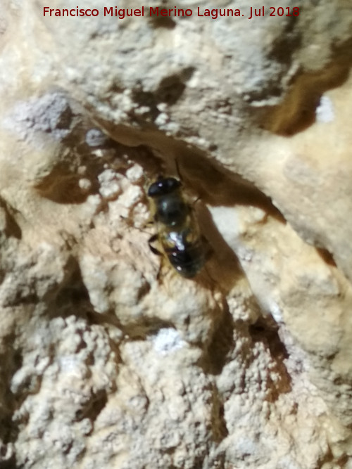 Cueva neolítica de los Corzos - Cueva neolítica de los Corzos. Fauna de la cueva