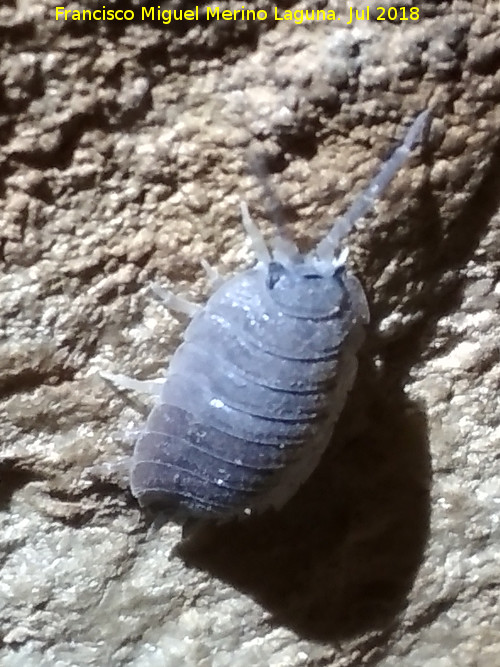 Cueva neolítica de los Corzos - Cueva neolítica de los Corzos. Cochinilla de las Cuevas