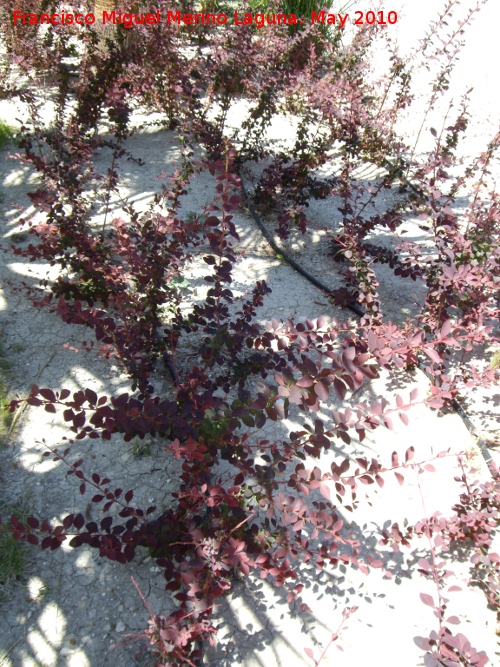 Agracejo rojo - Agracejo rojo. Jaén