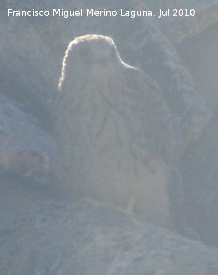 Pájaro Cernícalo primilla - Pájaro Cernícalo primilla. Polluelo. Jaén