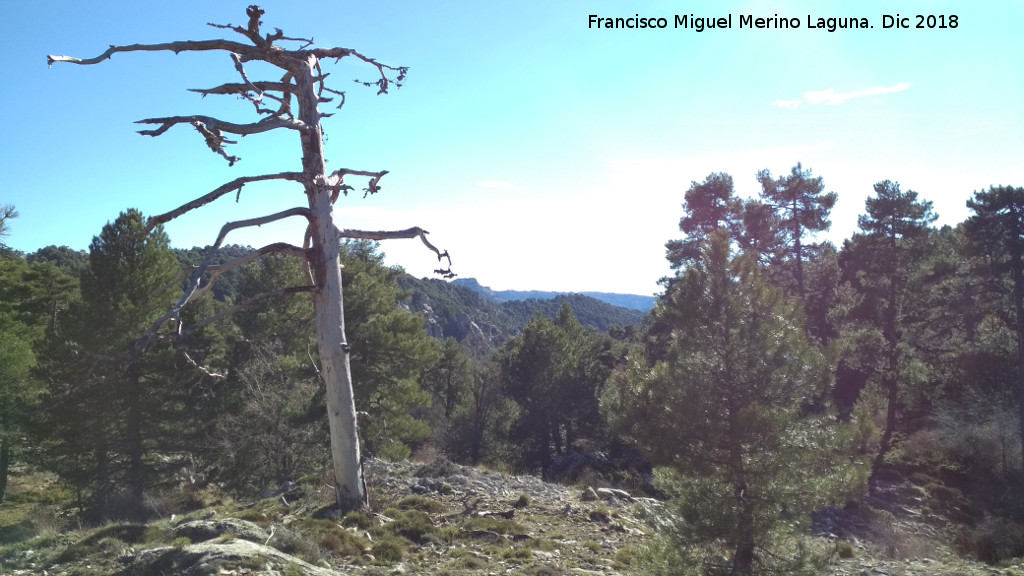 Camino de la Cueva de los Alcañetes - Camino de la Cueva de los Alcañetes. Vistas