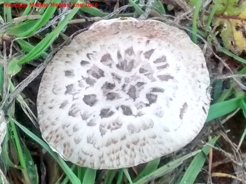 Champiñon silvestre - Champiñon silvestre. 