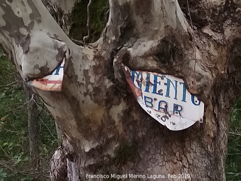 Plátano de Sombra del Balneario - Plátano de Sombra del Balneario. Cartel