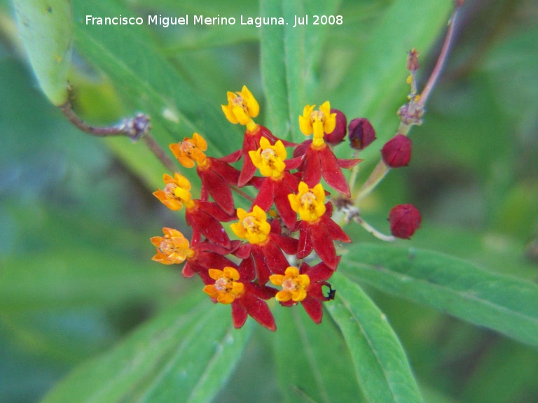 Flor de sangre - Flor de sangre. Benalmádena
