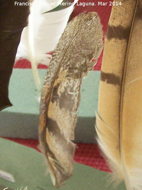 Pájaro Lechuza - Pájaro Lechuza. Pluma. Navas de San Juan