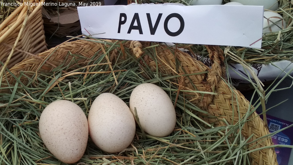 Pájaro Pavo - Pájaro Pavo. Huevos. Parque de las Ciencias - Granada