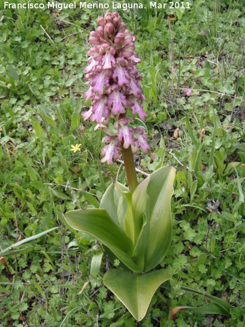 Orquídea gigante - Orquídea gigante. Encina Hermosa - Castillo de Locubín