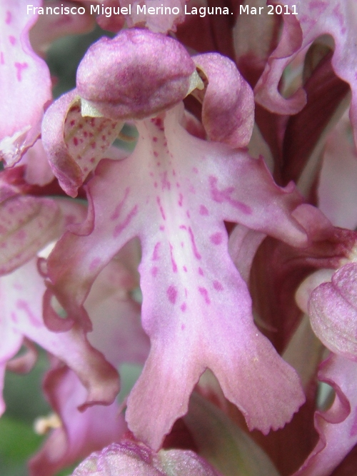 Orquídea gigante - Orquídea gigante. Encina Hermosa - Castillo de Locubín