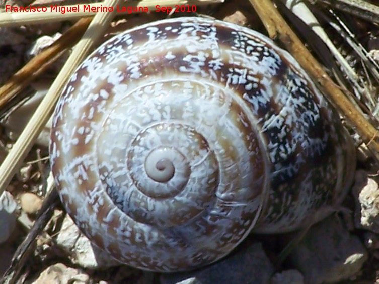 Caracol cabrilla - Caracol cabrilla. Peña de Martos - Martos