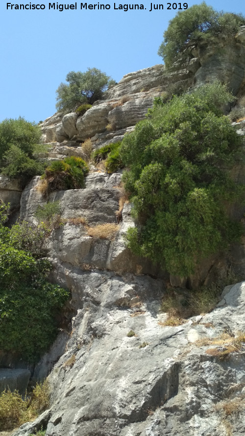 Manantial Valle de Abdalajís - Manantial Valle de Abdalajís. 