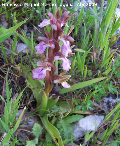 Orquídea colina - Orquídea colina. Los Villares