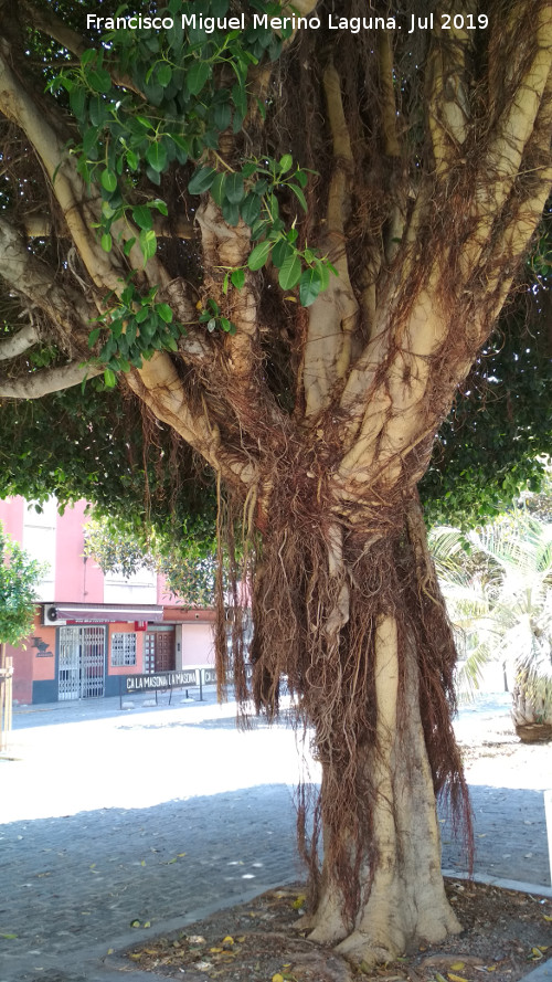 Higuera herrumbrosa - Higuera herrumbrosa. Tronco y raices aéreas. Sueca