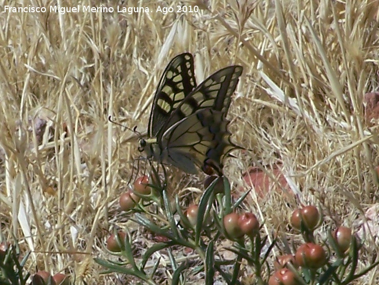 Mariposa macaón - Mariposa macaón. Calahorra
