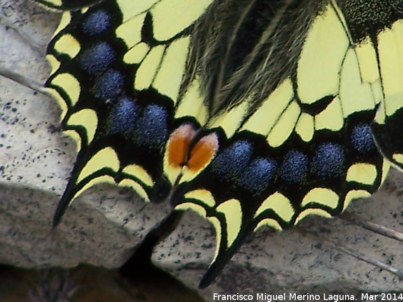Mariposa macan - Mariposa macan. Colores