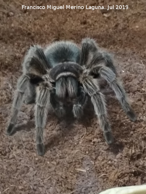 Araña Tarántula Chilena Rosada - Araña Tarántula Chilena Rosada. Ciudad de las Ciencias - Valencia